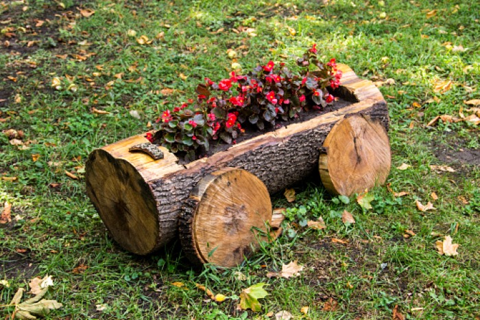 Ý tưởng sử dụng gốc cây để xe trồng hoa. 